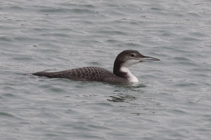 Great Northern Diver