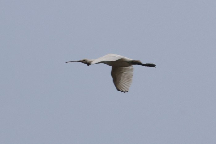 Spoonbill