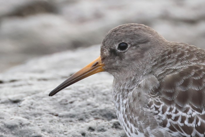 Purple Sandpiper
