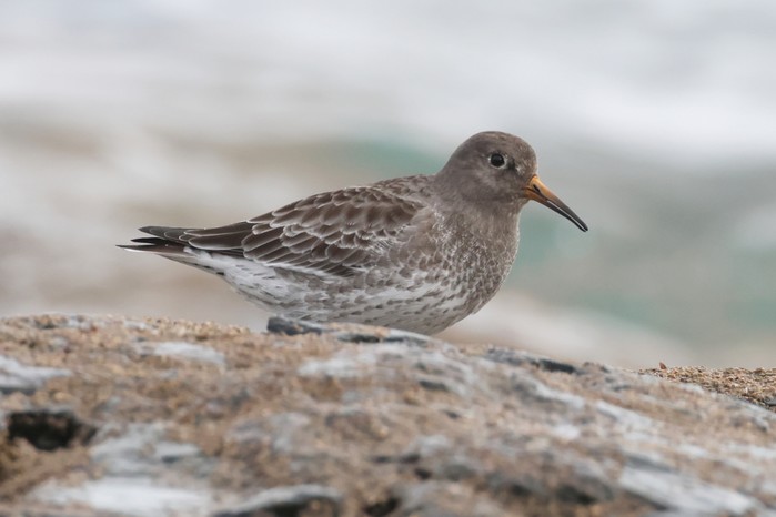 Purple Sandpiper