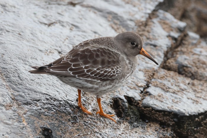 Purple Sandpiper
