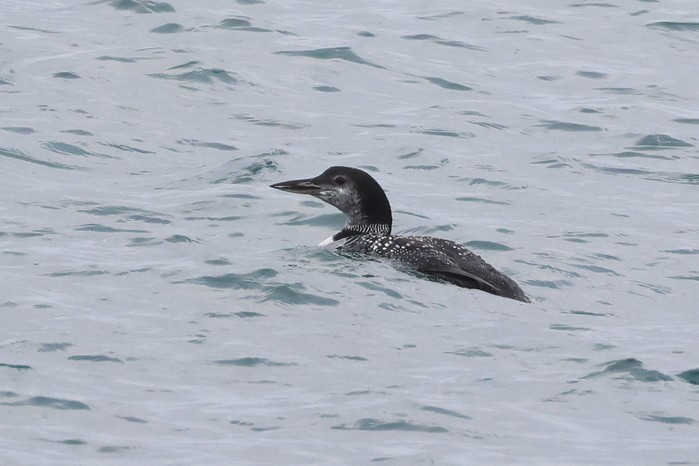 Great Northern Diver