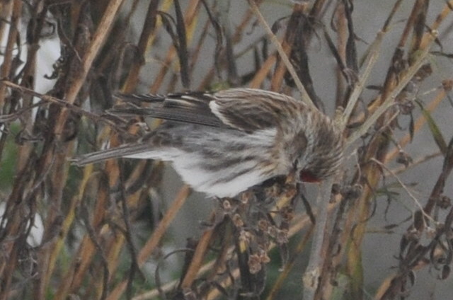 Common Redpoll