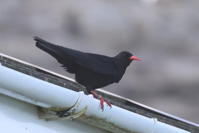Chough