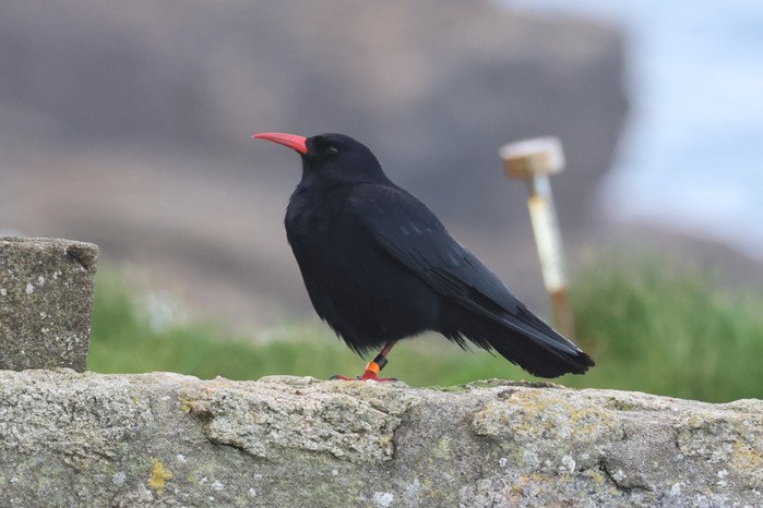 Chough
