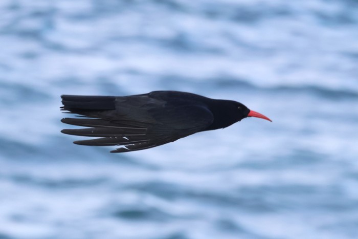 Chough