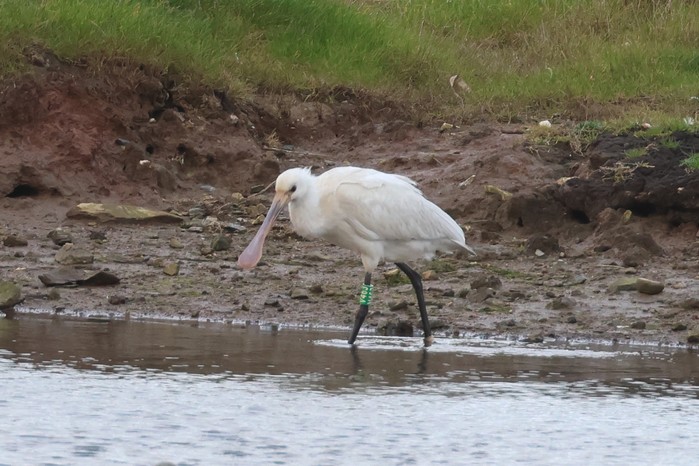 Spoonbill