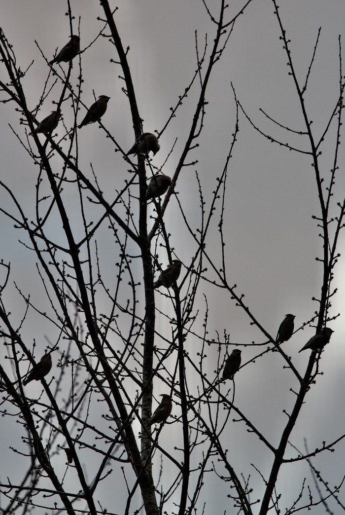 Waxwing