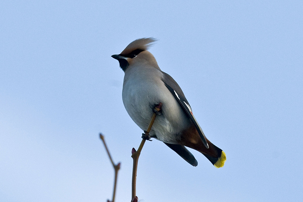 Waxwing
