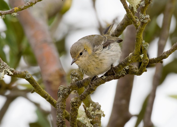 Cape May Warbler