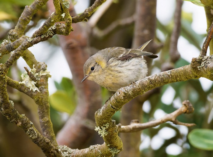 Cape May Warbler