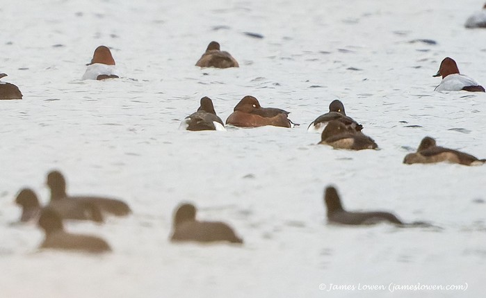 Ferruginous Duck