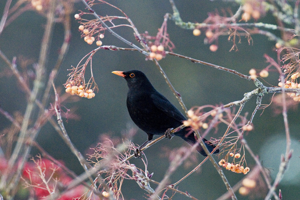Blackbird