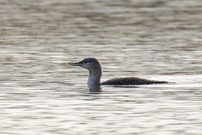Red-throated Diver