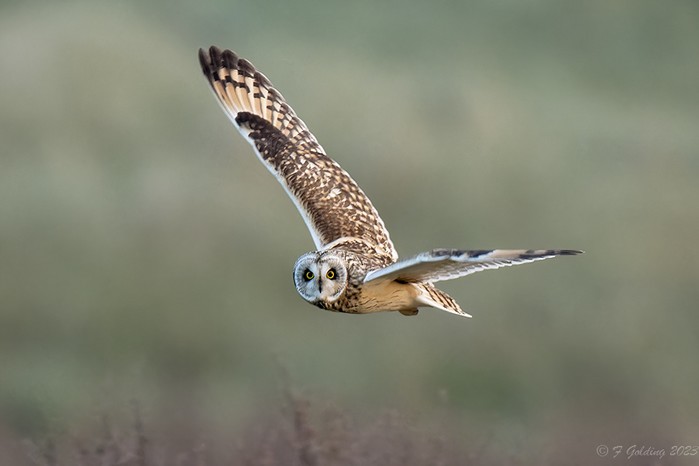 Short-eared Owl
