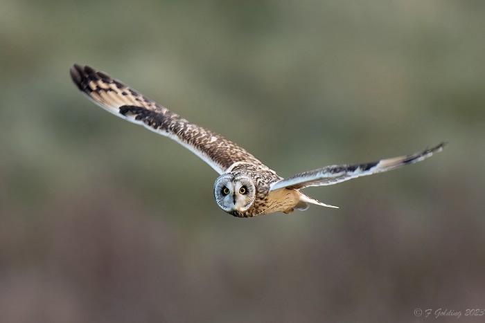 Short-eared Owl
