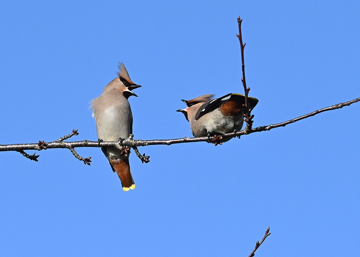 Waxwing