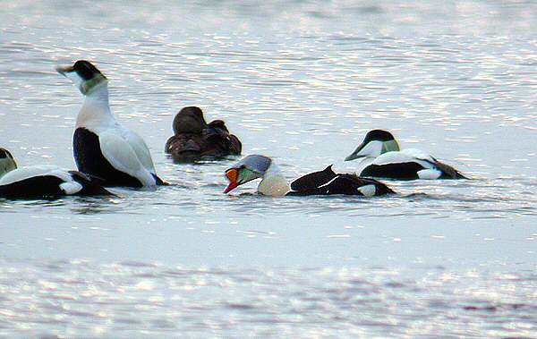 King Eider