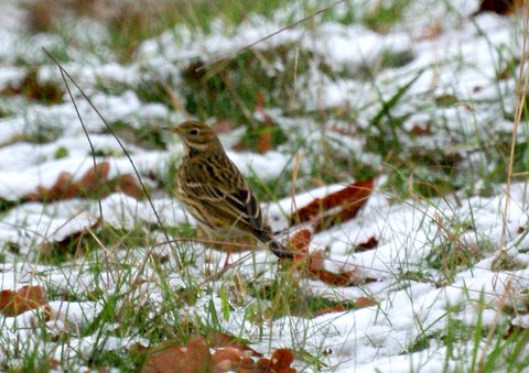 Meadow Pipit