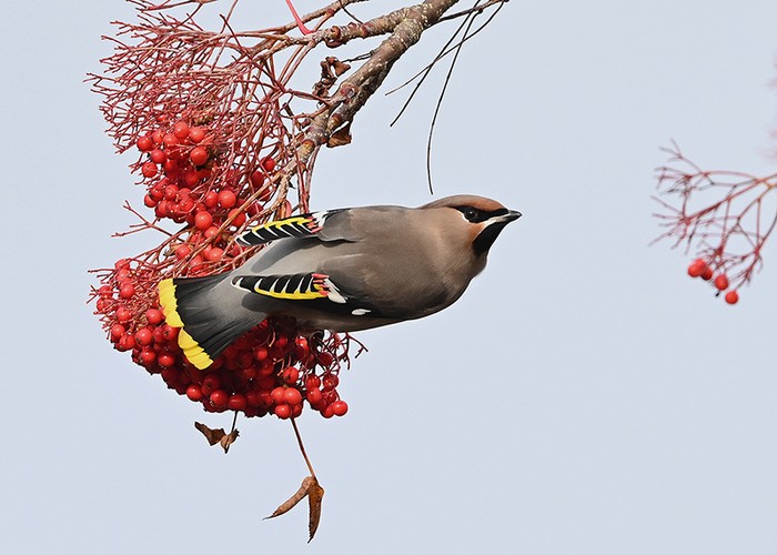 Waxwing