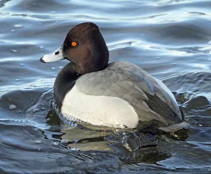 hybrid