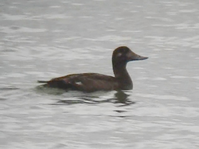 Velvet Scoter