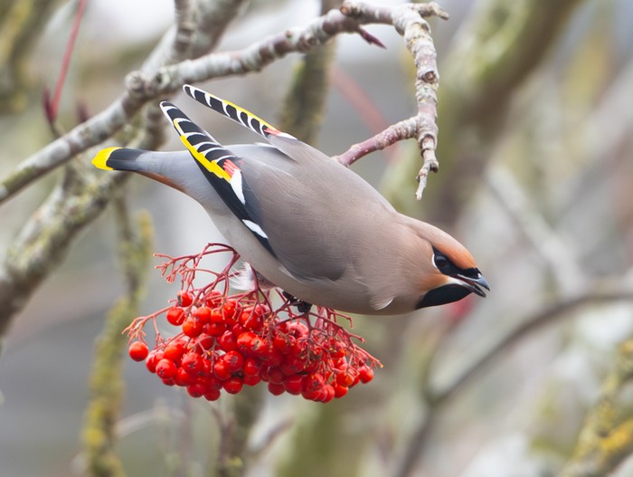 Waxwing
