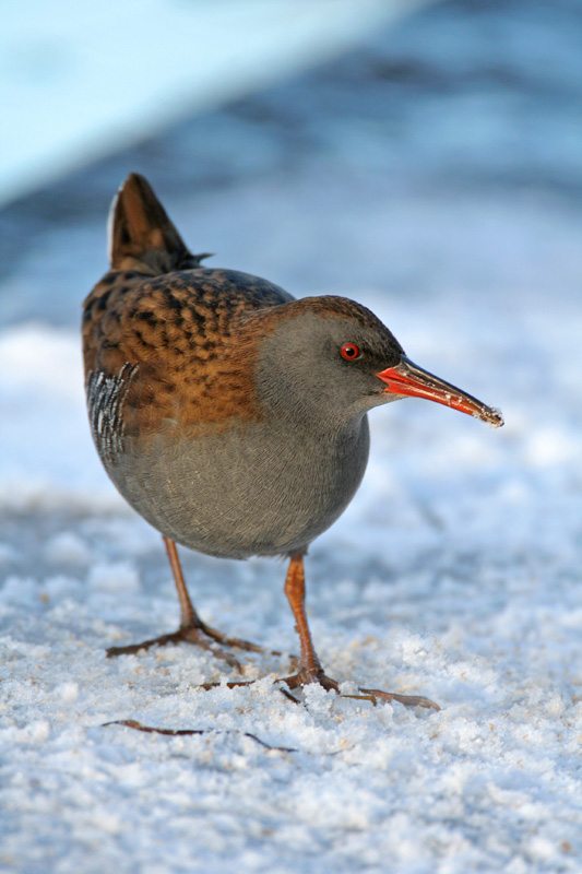 Water Rail