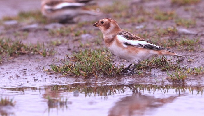 Snow Bunting