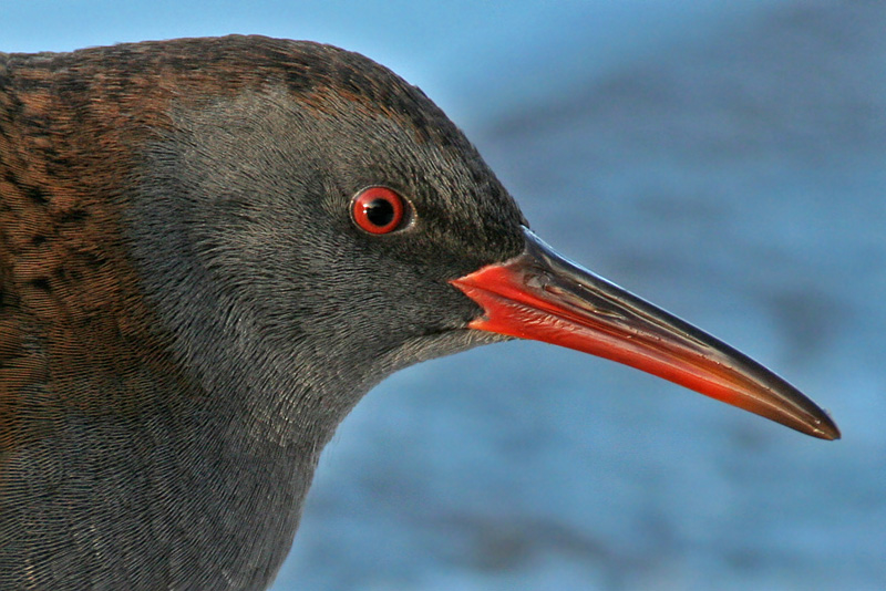 Water Rail