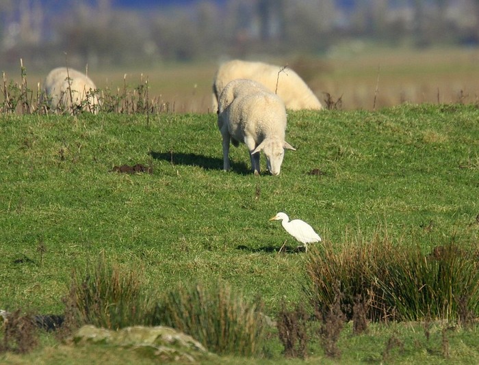 Cattle Egret