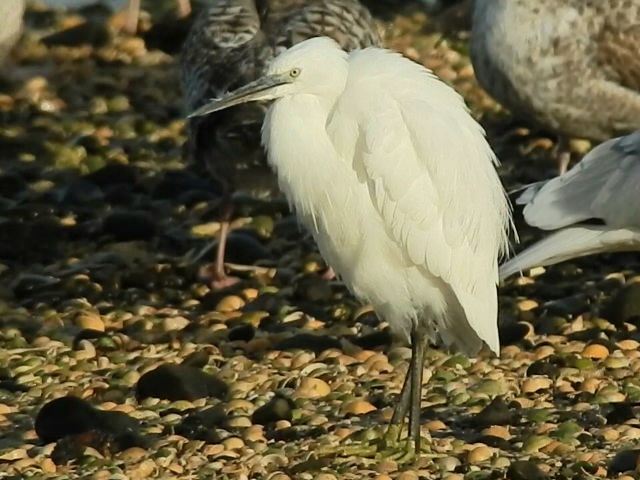 Little Egret