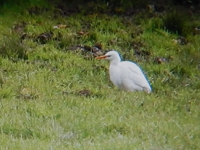 Cattle Egret