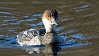 Smew