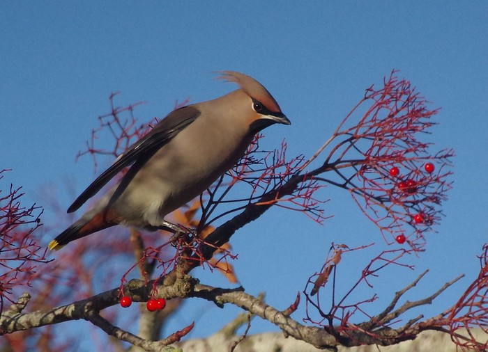 Waxwing