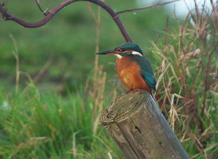 Kingfisher