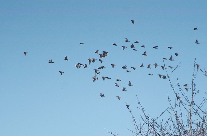 Waxwing