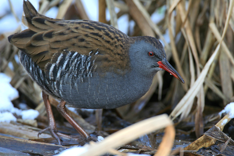 Water Rail