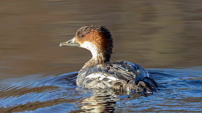 Smew