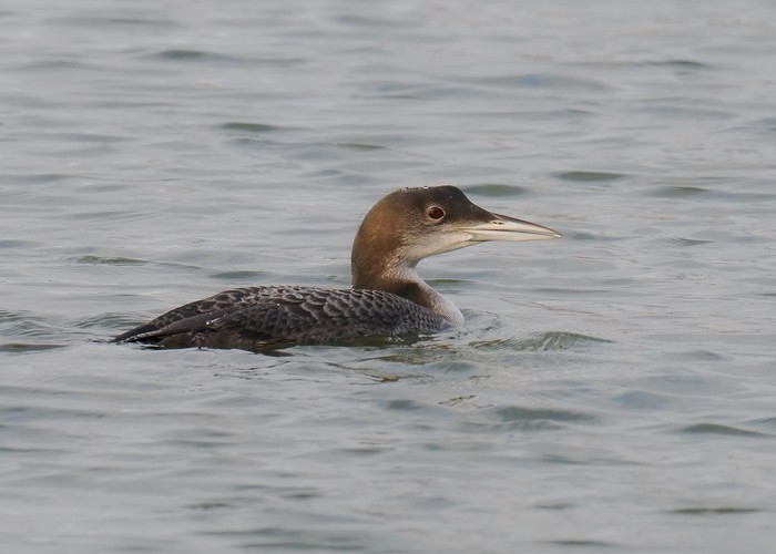 Great Northern Diver