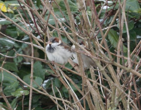 House Sparrow