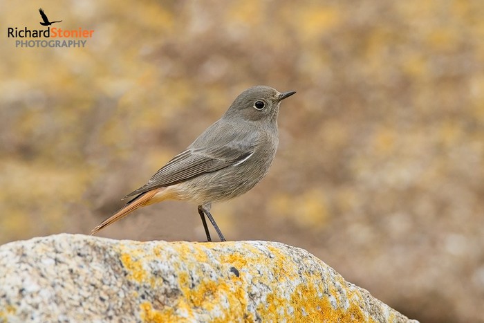 Black Redstart