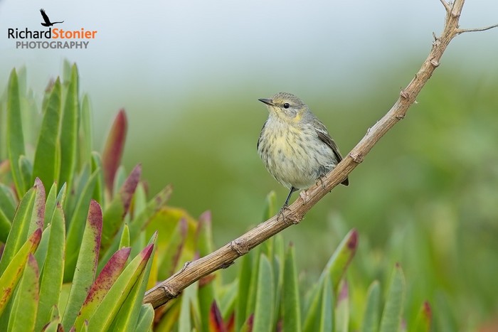 Cape May Warbler