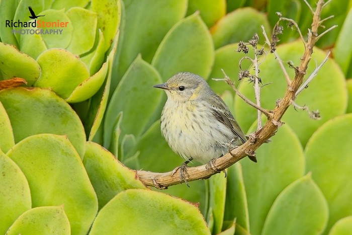 Cape May Warbler