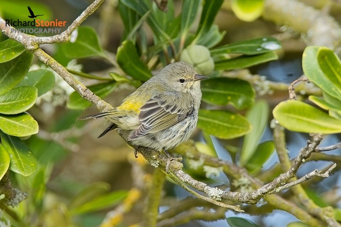 Cape May Warbler