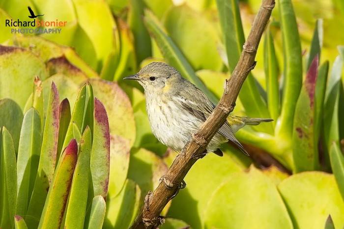 Cape May Warbler