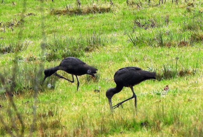 Glossy Ibis