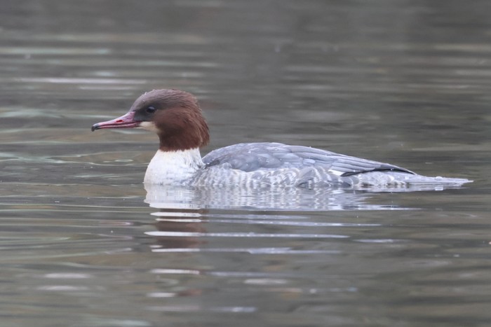 Goosander