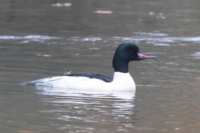 Goosander
