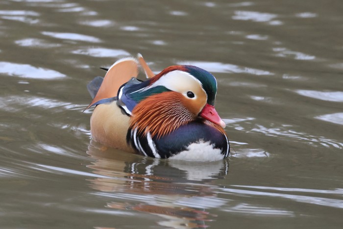 Mandarin